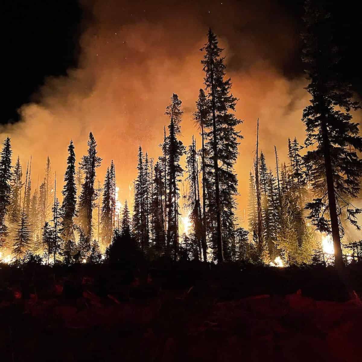 Tree burning in a wildfire.