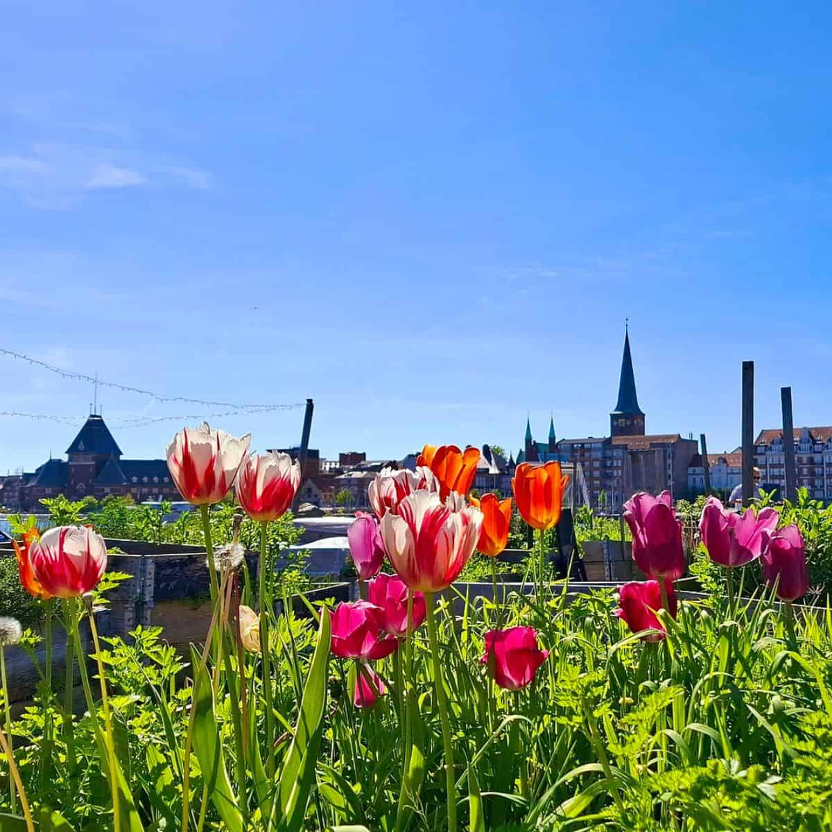 A patchwork of green in the city