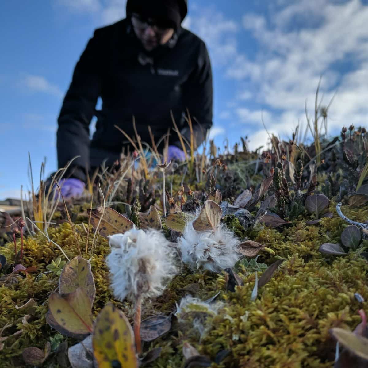 Tufts of cotton-like Salix arctica grow low to the soil while in the background a woman examines arctic botany.