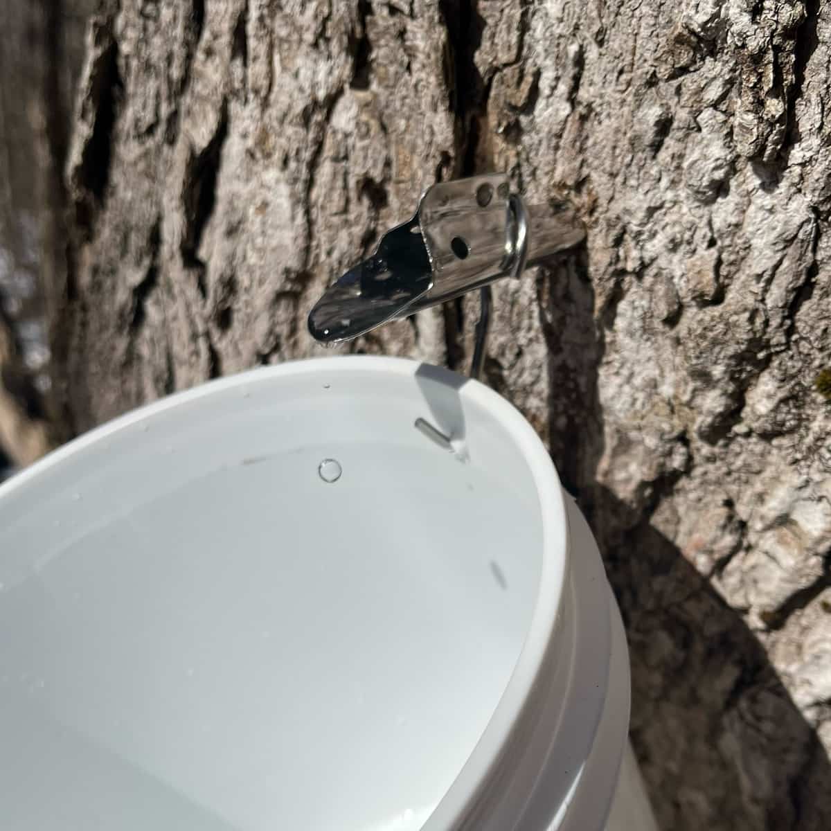 A metal spout or tap inserted into the deeply furrowed bark of a sugar maple tree (Acer saccharum) for syrup collection, with