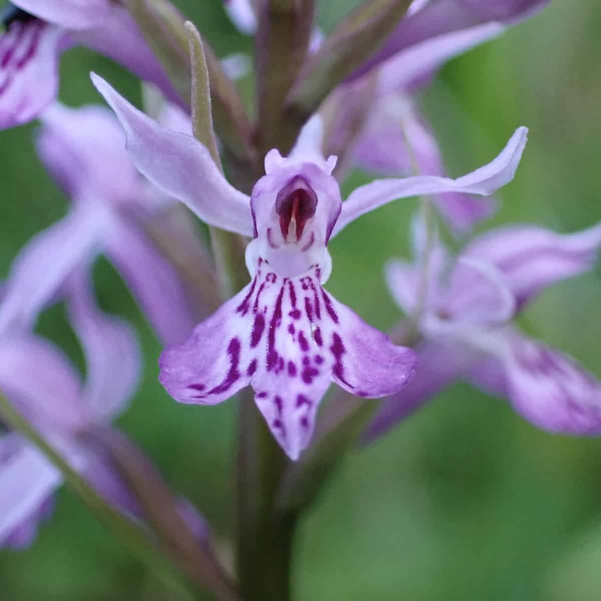 Macro photograph of a single Dactylorhiza fuchsii (Common Spotted Orchid) flower in sharp focus. The flower has delicate pale