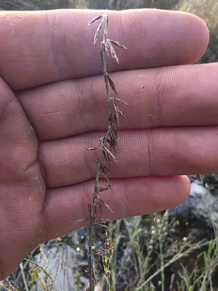 Leptocarpus denmarkicus against the background of a flat row of fingers.