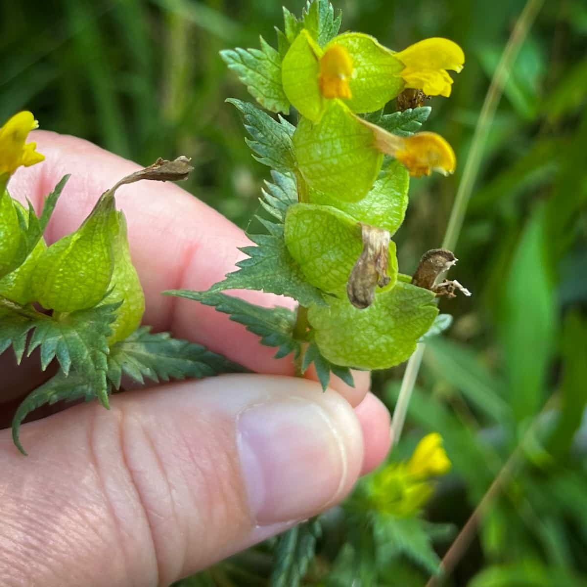 The yellow flowers of Rhianthus minor, Yellow Rattle, on a stem, with a hand holding them for scale. They're smaller than a t