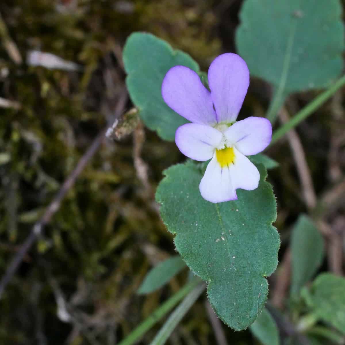 Viola tricolor ssp. macedonica shading from purple to white as you look down the flower.