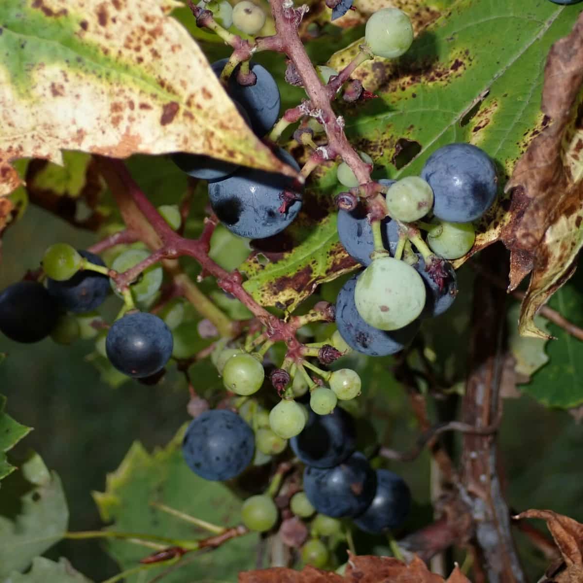 Grapes in green and purple.