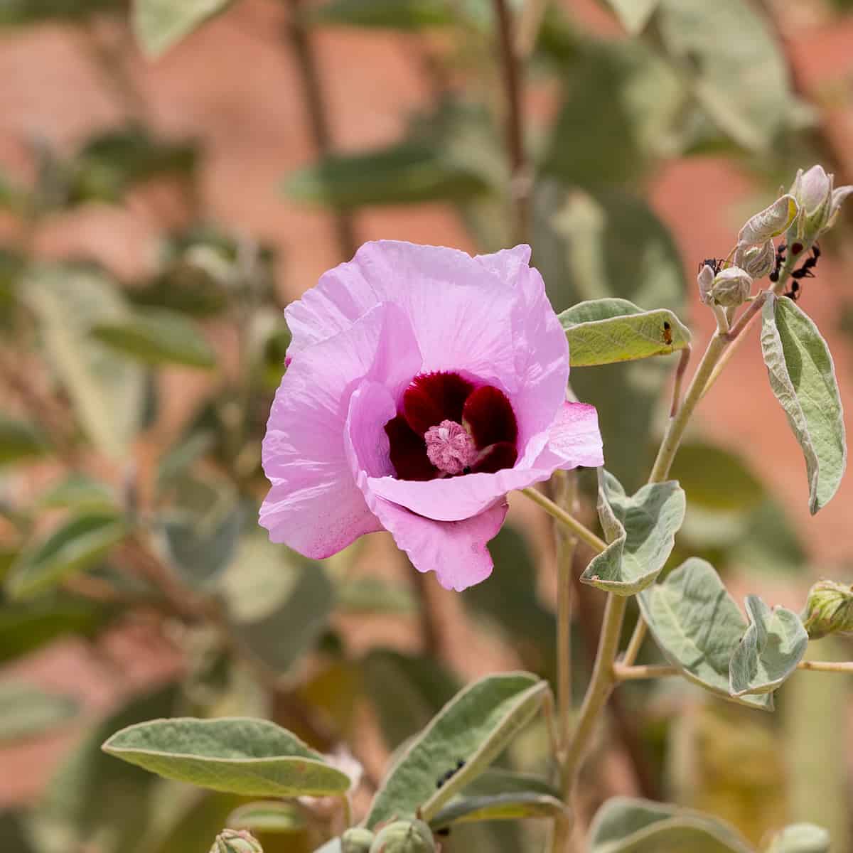 A pink flower of Gossypium australe, with a deeper purple towards the centre.