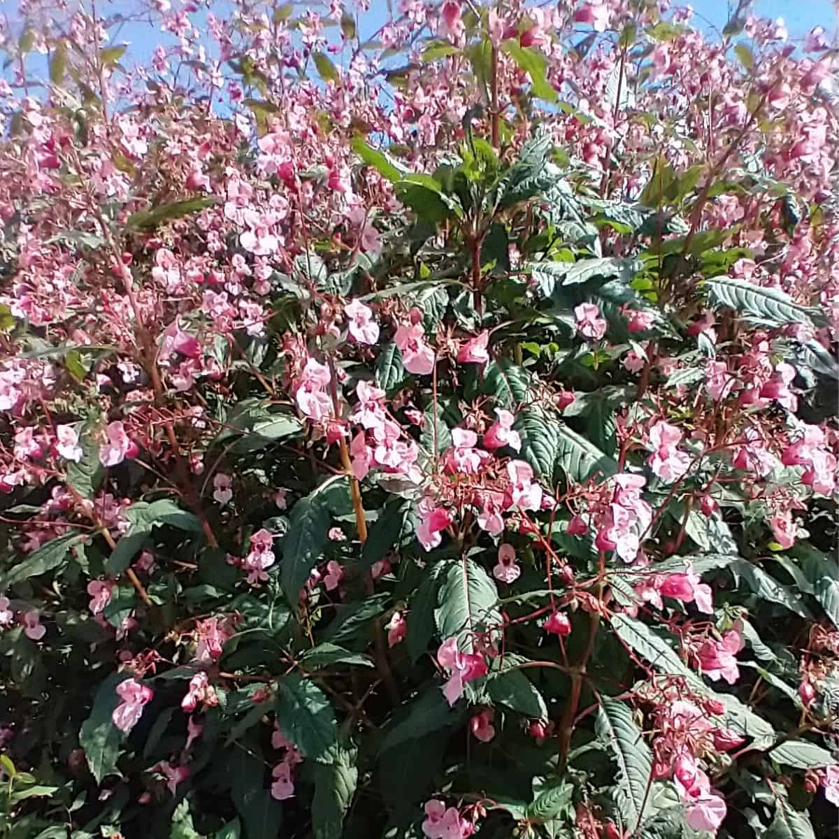 A thicket of Himalayan balsam, its cheery pink flowers hiding its deadly effects.
