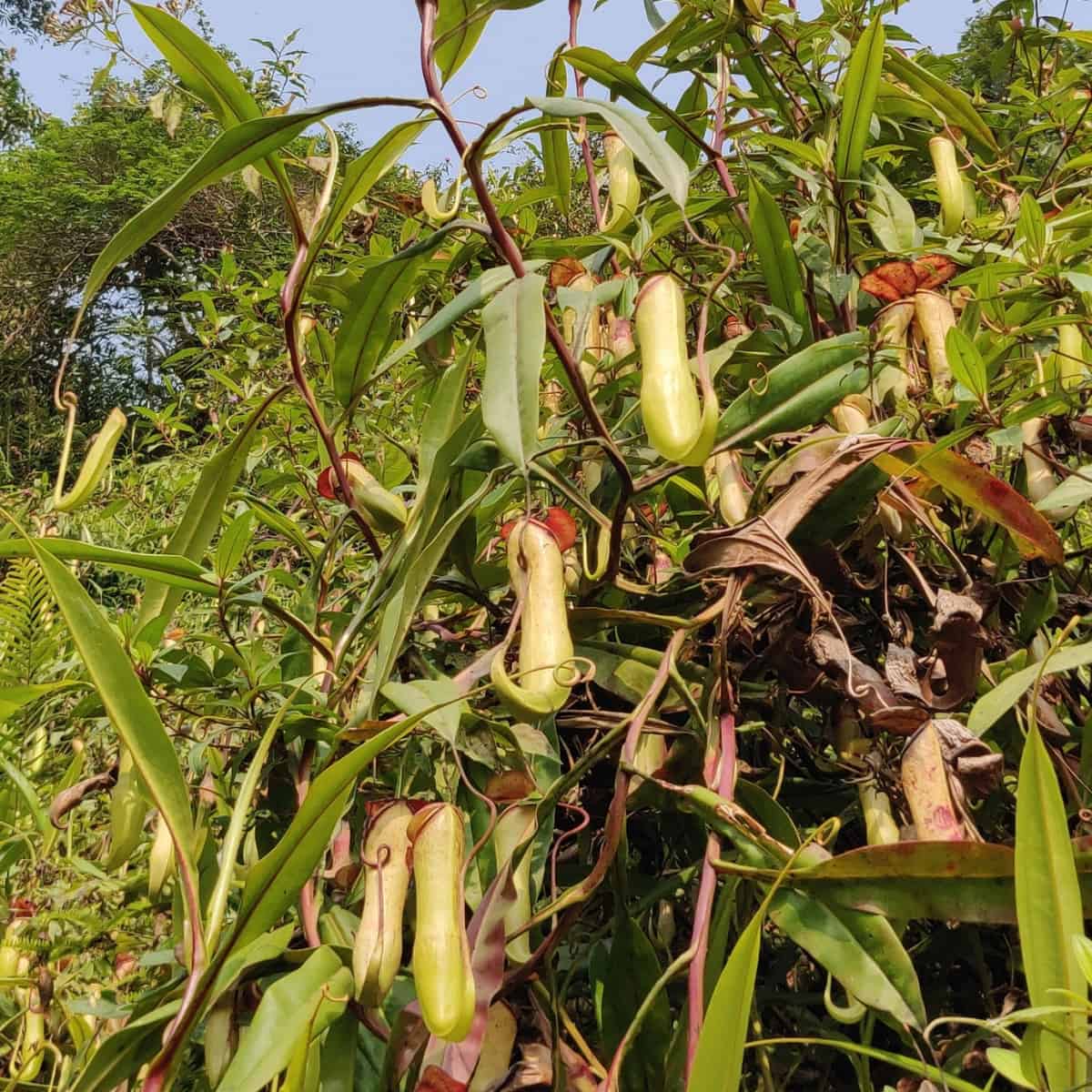 A bush with many pitchers hanging from it, ready to trap prey.