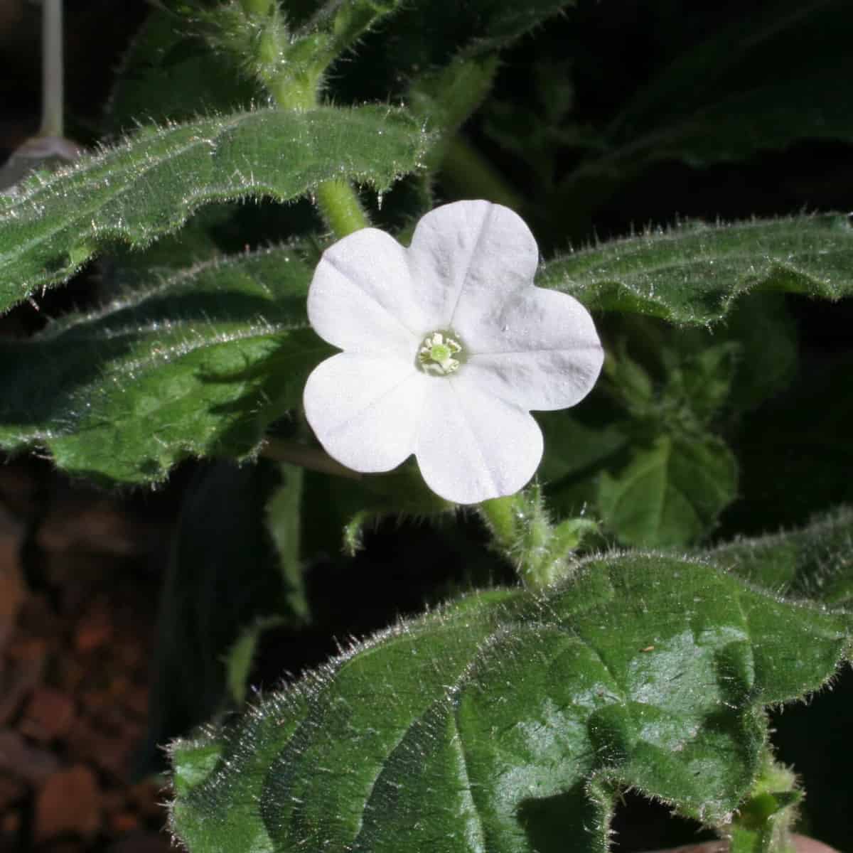 A white Nicotiana benthamiana flower with lush green leaves that make chemicals in around the flower.