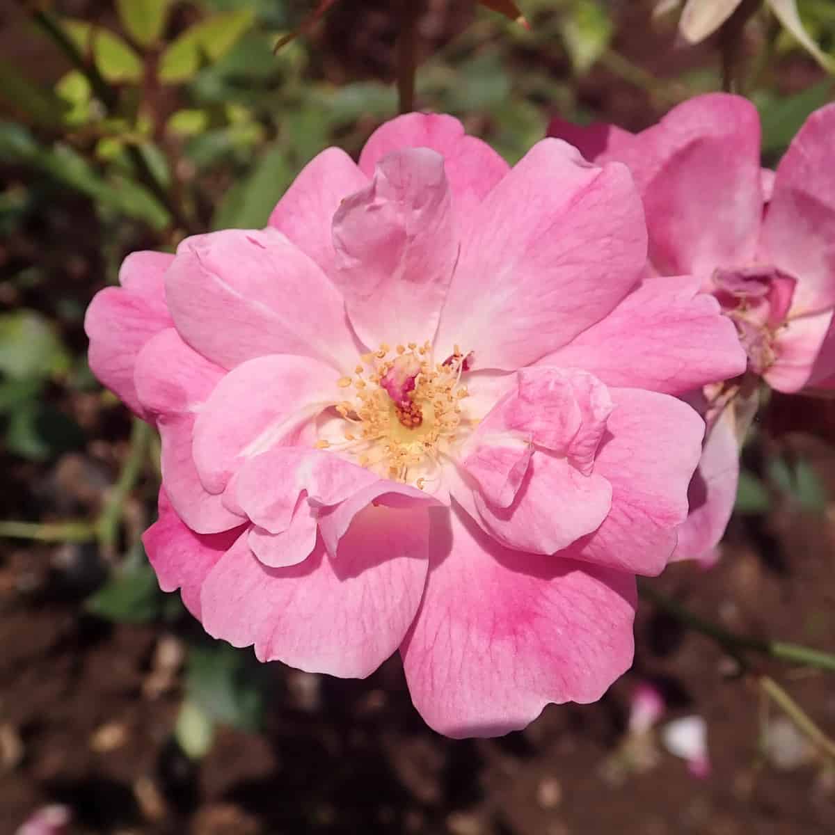 A rose, Rosa Old blush, with pink petals that do indeed look like they're almost blushing. The petals fade to white near the