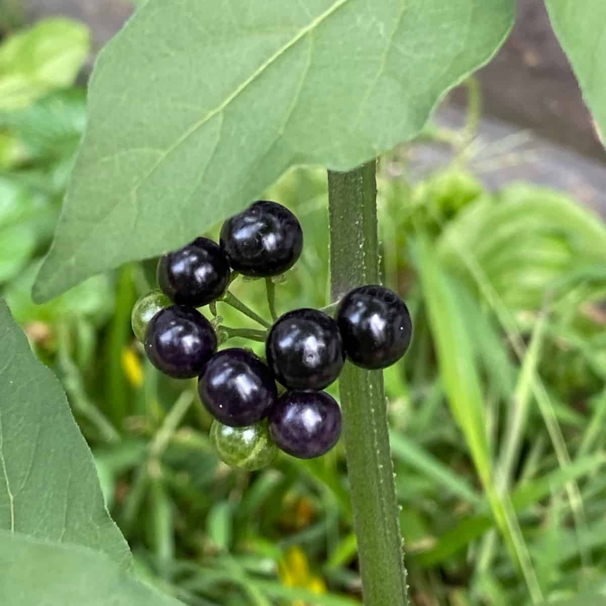 The deep black berries of American Nightshade.