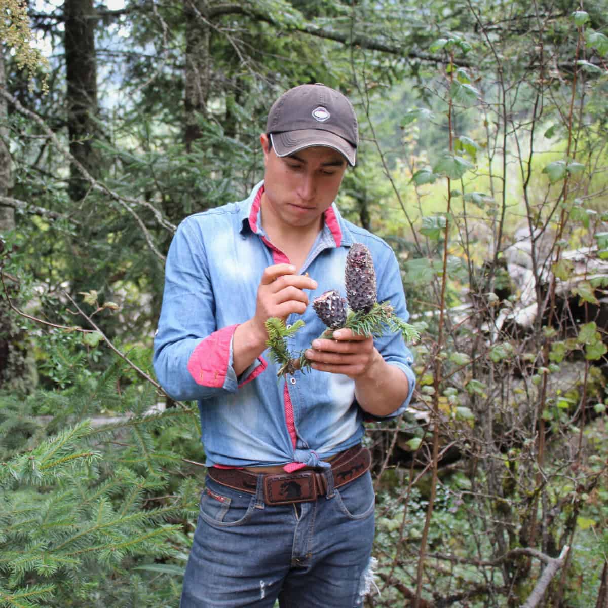 A young man examines a fir cone in a montane forest, looking for botanical clues.