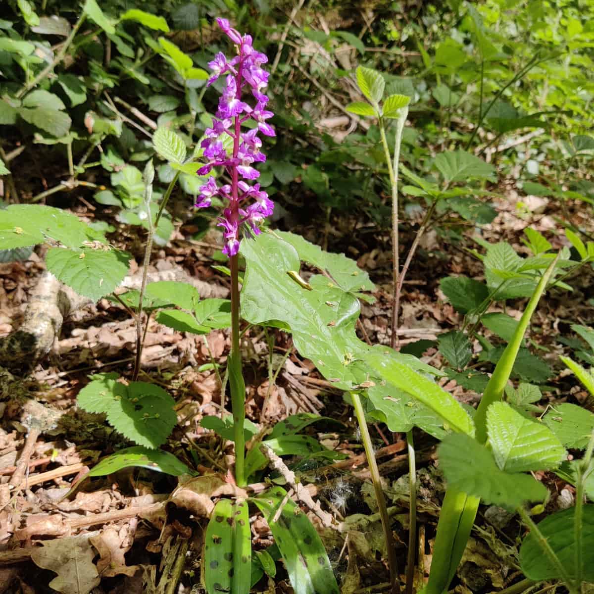 Early purple orchid with vibrant magenta flowers emerging from the leaf litter of an ancient woodland floor, surrounded by na