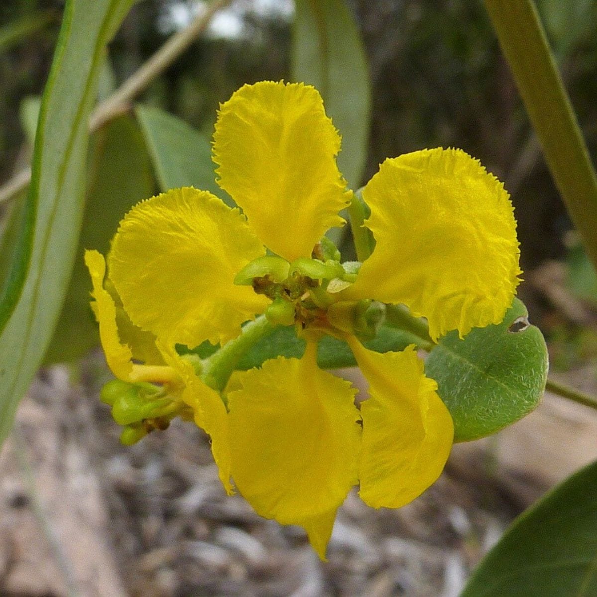 How Aging Flowers Boost Male Success
