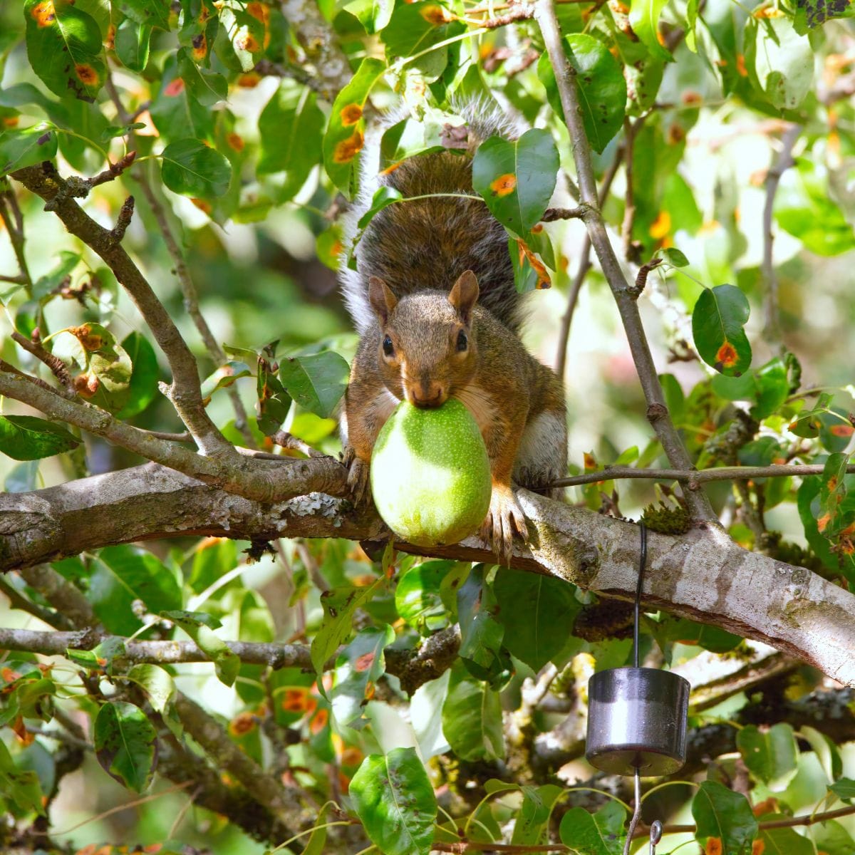 The Seed Dispersal Crisis