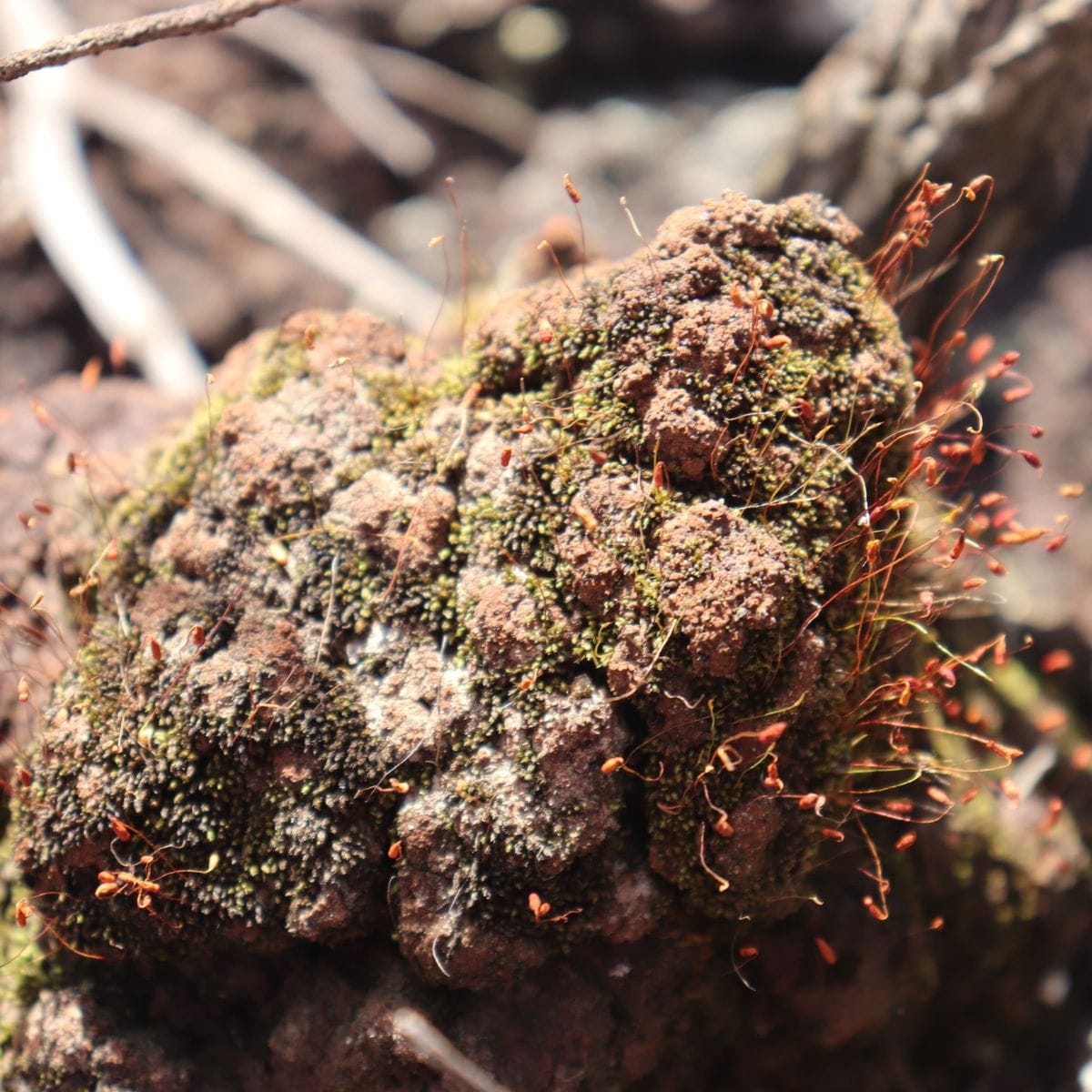 Miniature, Yet Fire-Resilient: What Mosses Can Teach Us on a Warming Planet?