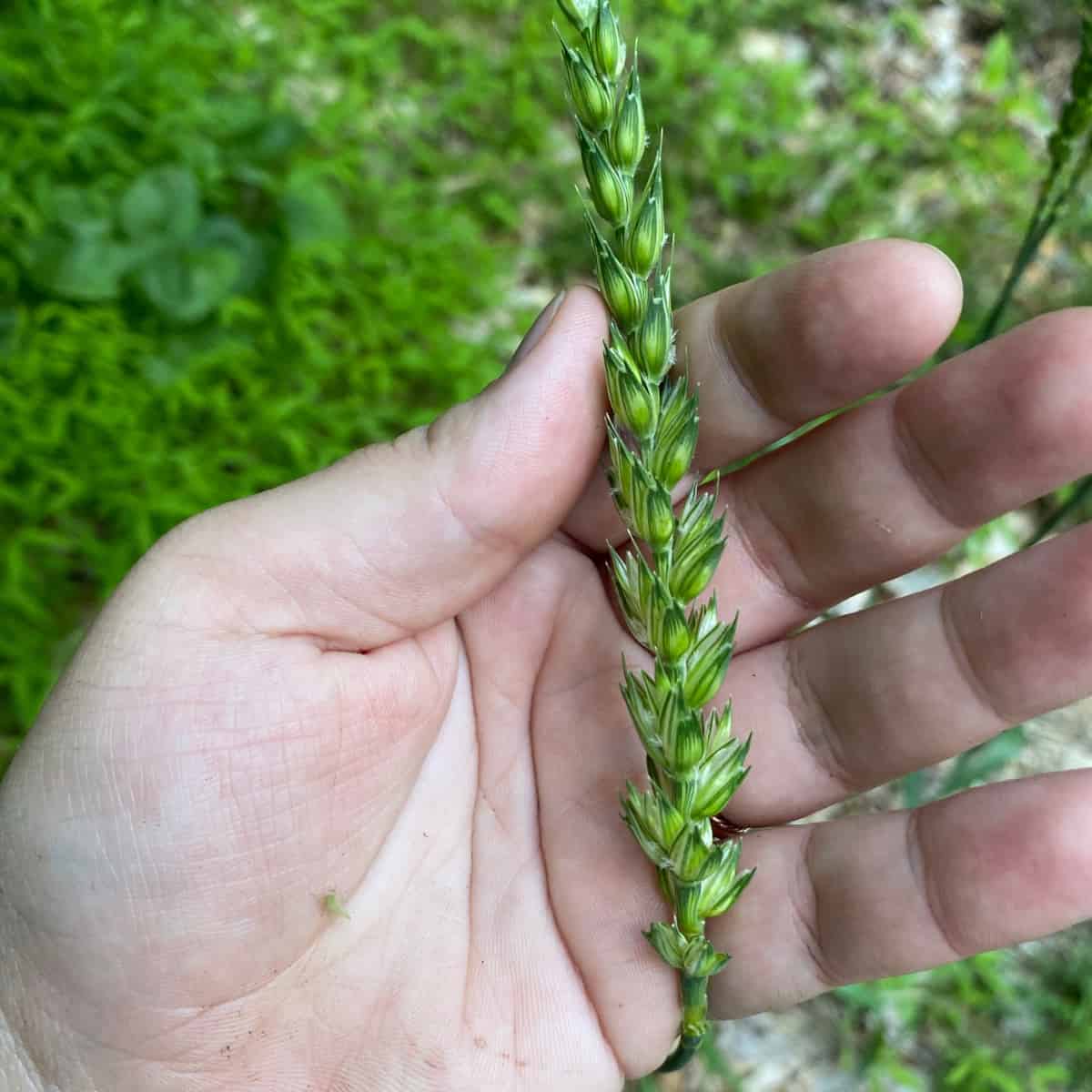 A hand holding a green ear of Tritium aestivum, bread wheat.