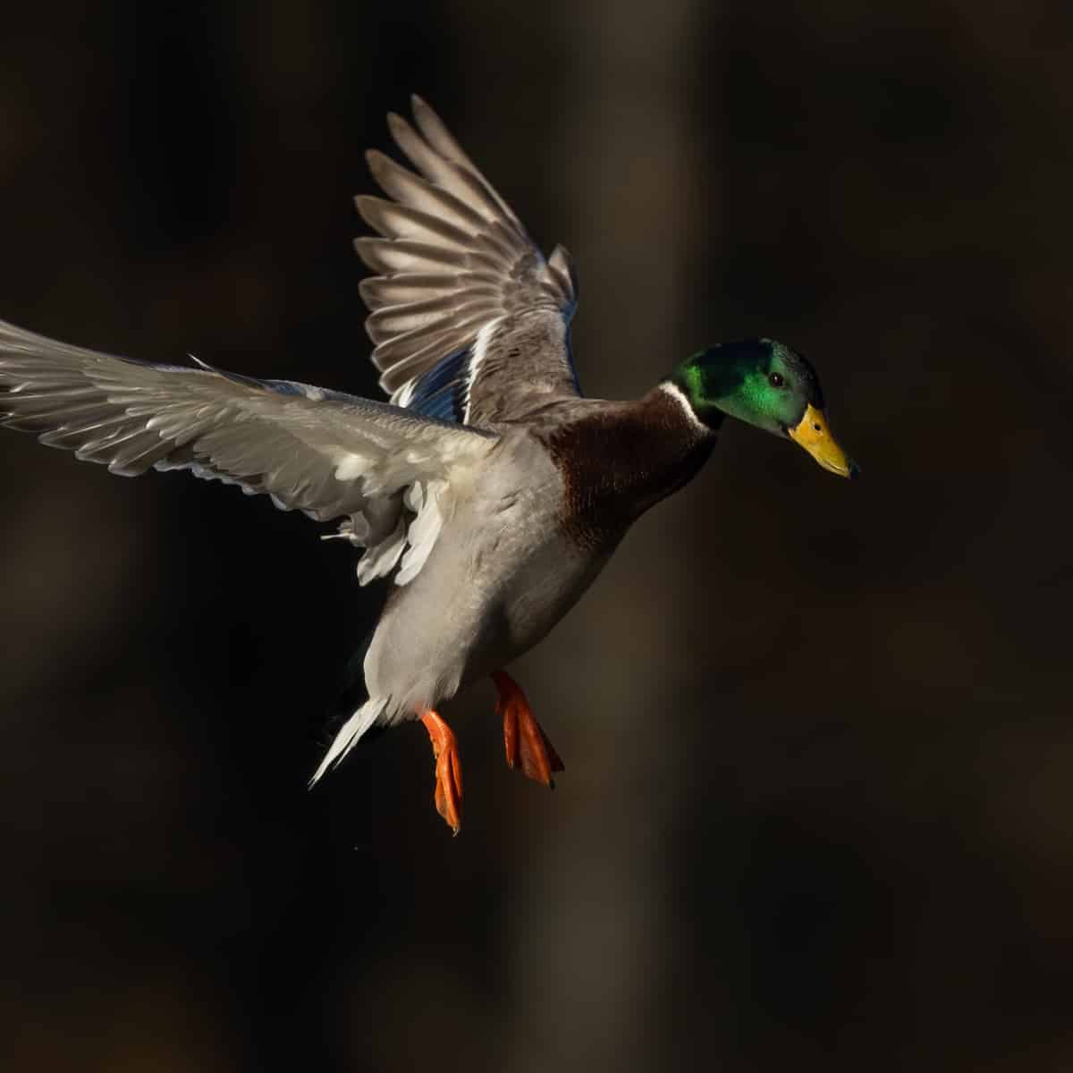 A mallard with grey down and shimmering green head coming in to land over a pond.
