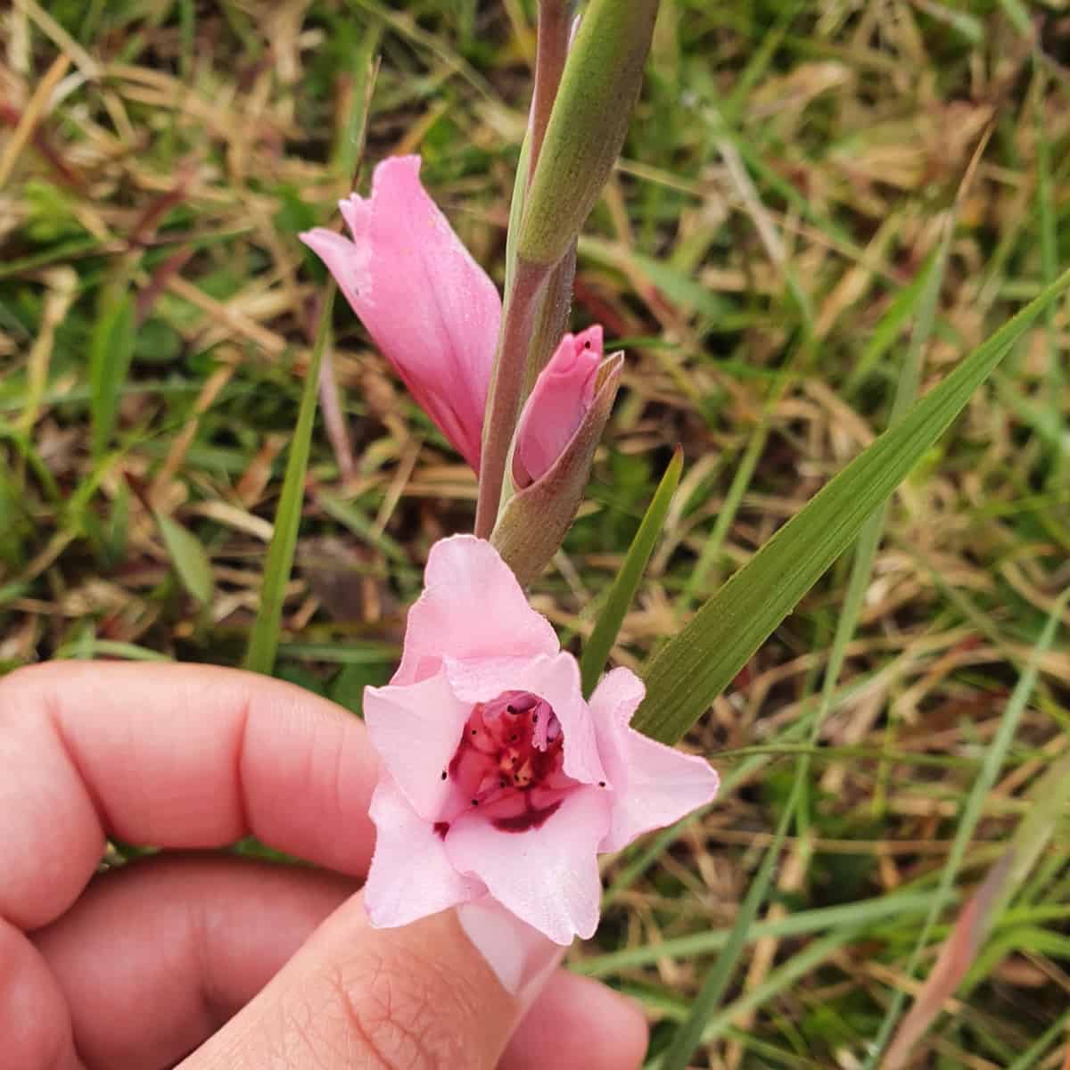 A pale pink Gladiolus carneus flower held between fingers, showing delicate petals and a darker pink center with visible stam