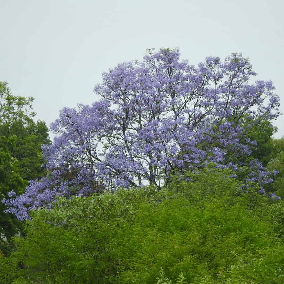 Striking blue violet flowers adorn a tree in contrast to the lush green foreground.