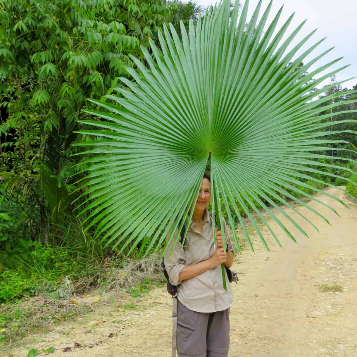 A woman holds up a frond of Kerriodoxa elegans which looks like a remarkably spiky fan.