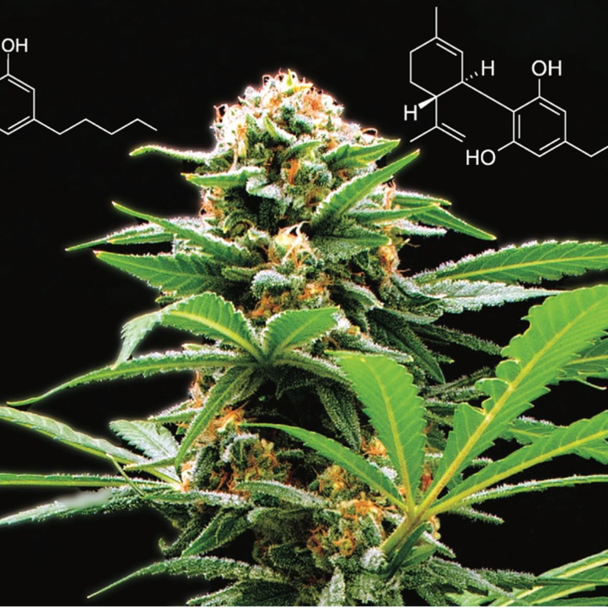 Cannabis Cultivation: Scientific Advice to Reach New Highs