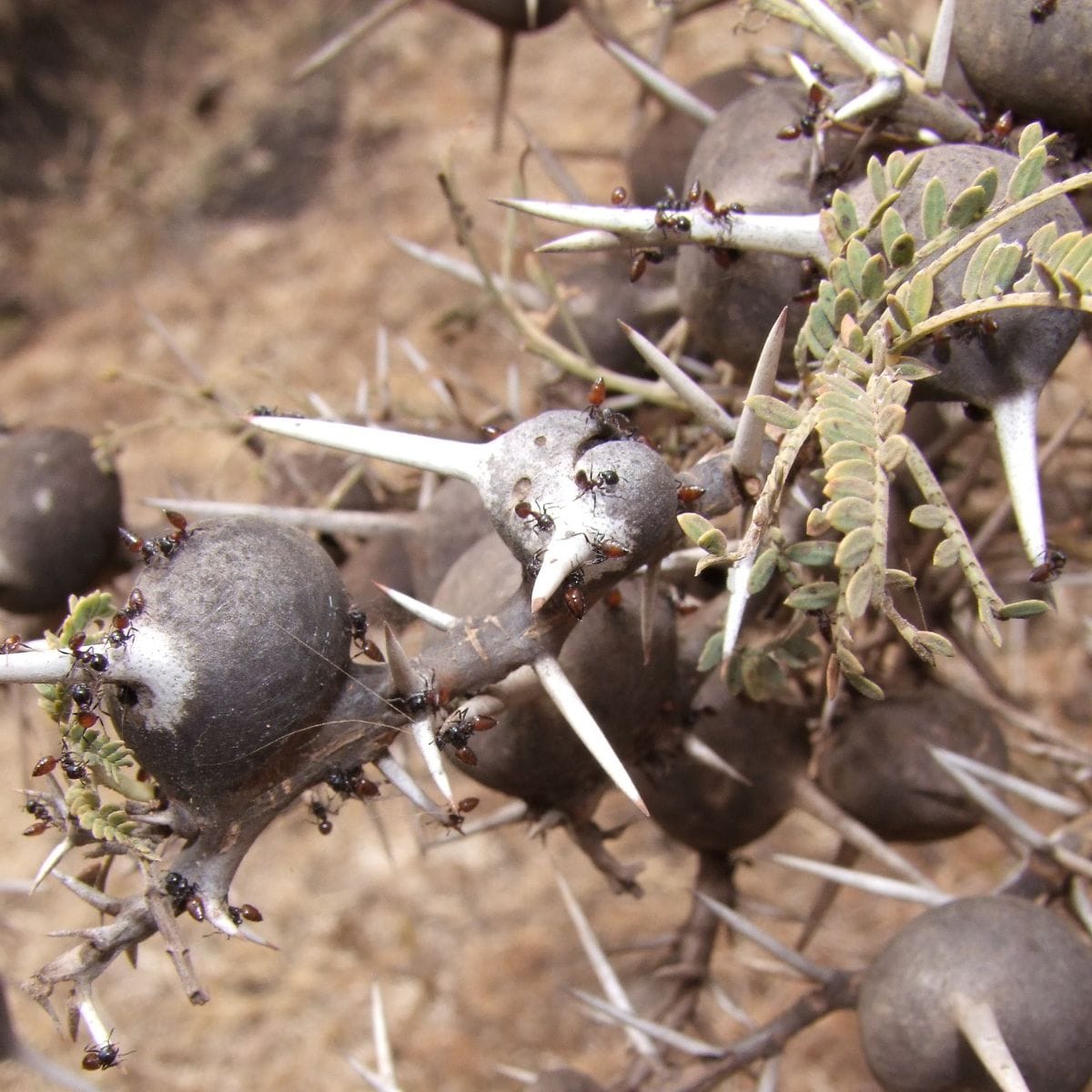 When Tree-Friendly Ants Go Missing, Lions Change How They Hunt