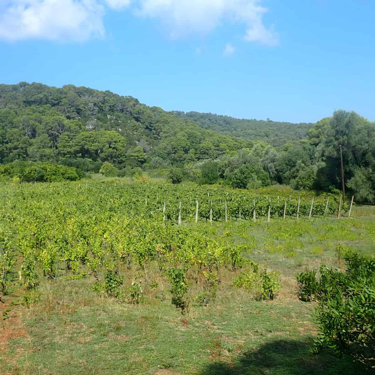A vineyard, basking in the sun.