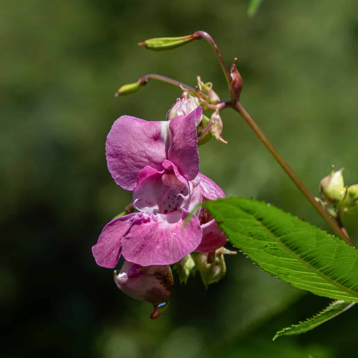 A pink bloom of Himalayan Balsam.