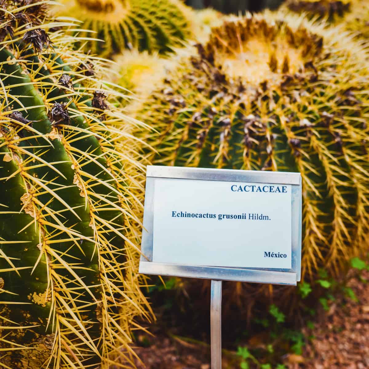 A cactus with a botanic label.