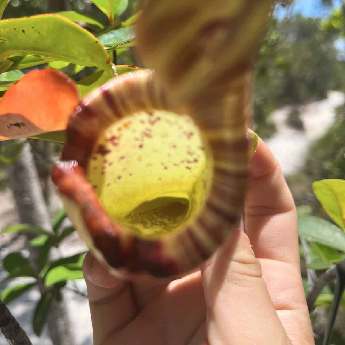 A Nepenthes rafflesiana pitcher held in a human hand, showing the characteristic tubular trap structure. The pitcher is predo