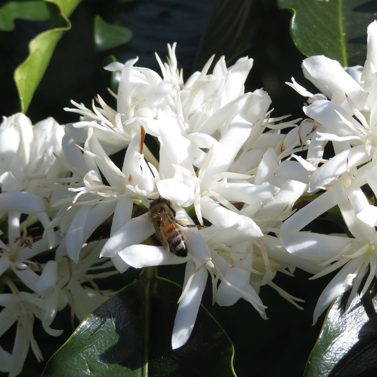 The Buzz Behind Your Favourite Morning Aroma