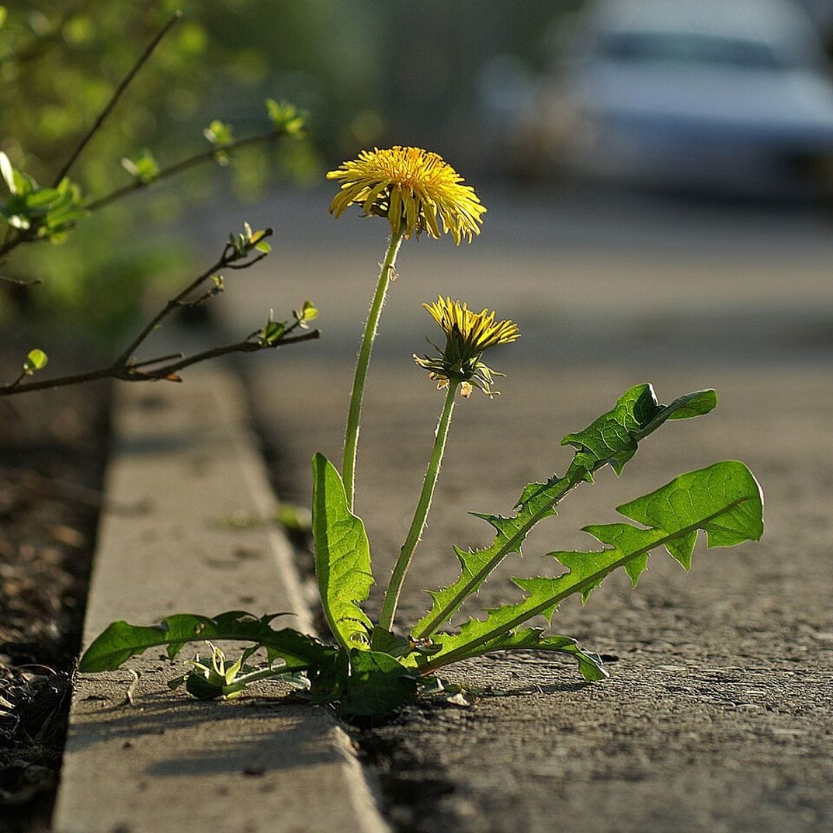 Anything Goes When You Live in a Crack