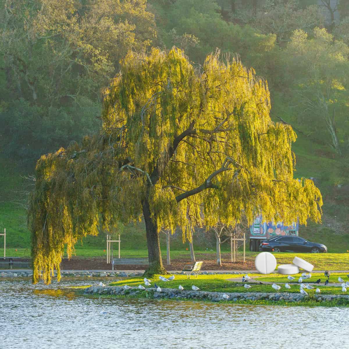 A willow tree, with some massive aspirin tablets nearby.