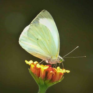 Bogotá Through Butterfly Eyes