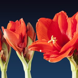 Lights, Camera, Bloom!