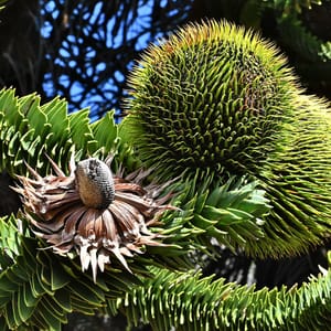 Not All Seeds Survive the Vault: Rethinking Seed Banking for Chile’s Trees