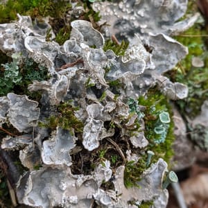 What Our Footsteps Leave Behind: the Silent Impact of Tourist Trails on Lichens and Bryophytes