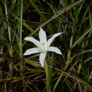Tracking and Conserving an Endangered Plant from Brazil’s Rocky Outcrops