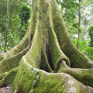 The Guardians of the Fig: How Borneo’s Spirits Protect a Keystone Tree
