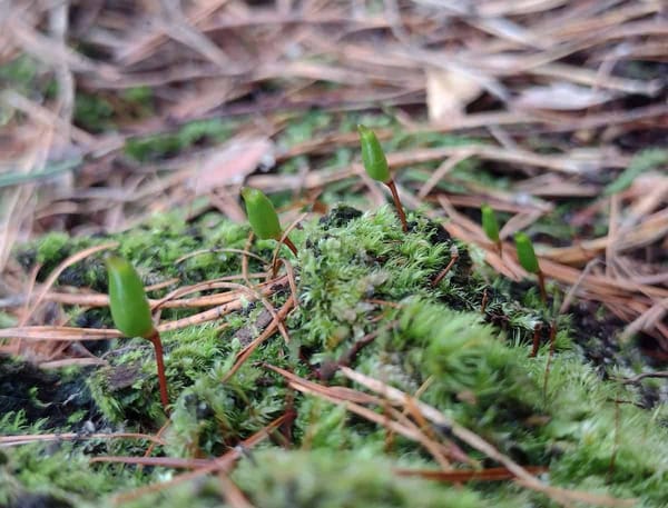 A group of Buxbaumia viridis sporophytes scattered across a moss-covered surface littered with conifer needles, showing how the small green capsules on thin reddish setae can blend into the forest floor.